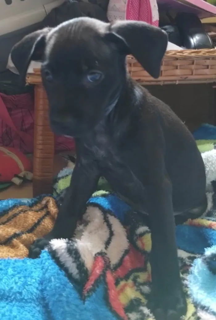 Cachorro ra a SRD-ViraLata idade Abaixo de 2 meses nome Filhotes 55 dias