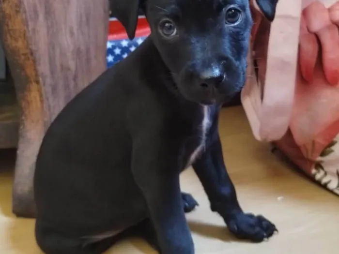 Cachorro ra a SRD-ViraLata idade Abaixo de 2 meses nome Filhotes 55 dias
