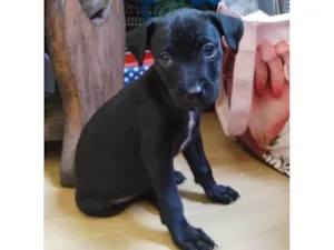 Cachorro raça SRD-ViraLata idade Abaixo de 2 meses nome Filhotes 55 dias
