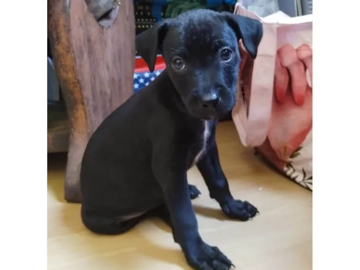 Cachorro ra a SRD-ViraLata idade Abaixo de 2 meses nome Filhotes 55 dias