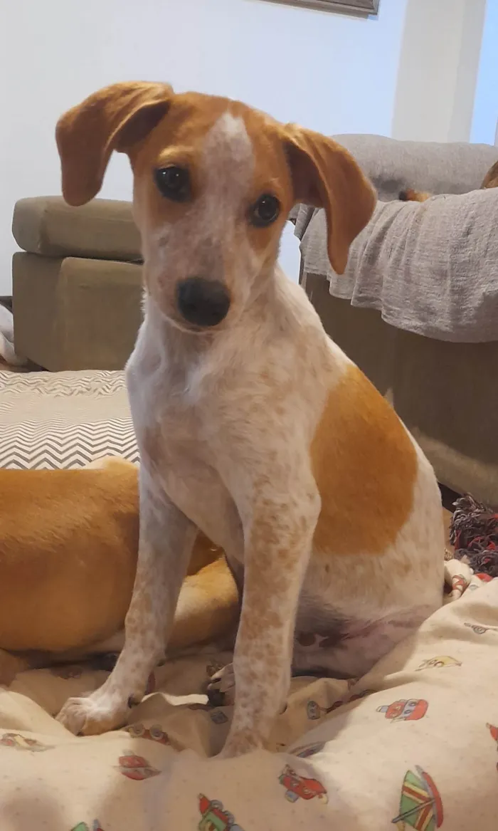Cachorro ra a SRD-ViraLata idade 2 a 6 meses nome Paçoca 