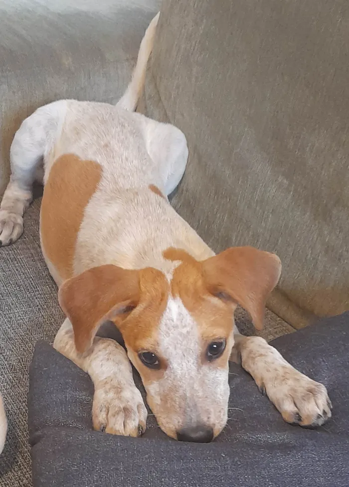 Cachorro ra a SRD-ViraLata idade 2 a 6 meses nome Paçoca 