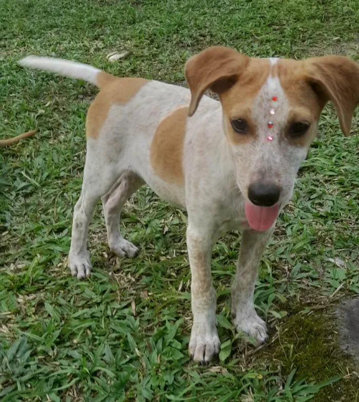 Cachorro ra a SRD-ViraLata idade 2 a 6 meses nome Paçoca 