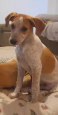 Paçoca 