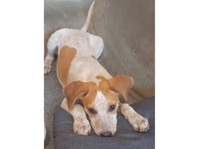 Cachorro ra a SRD-ViraLata idade 2 a 6 meses nome Paçoca 