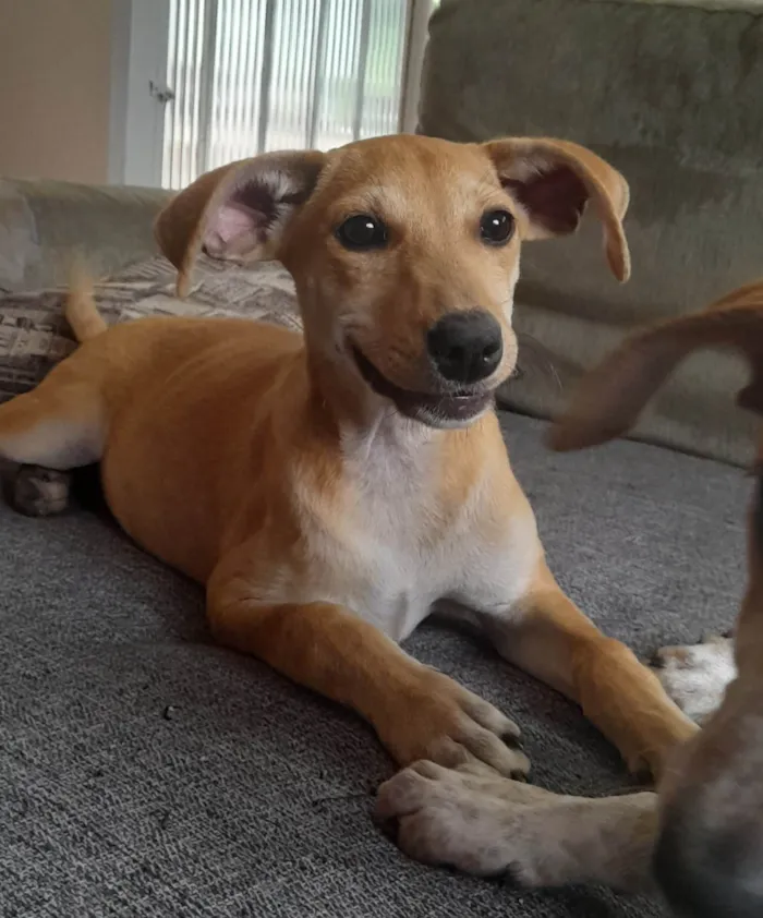 Cachorro ra a SRD-ViraLata idade 2 a 6 meses nome Mel