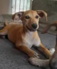 Mel