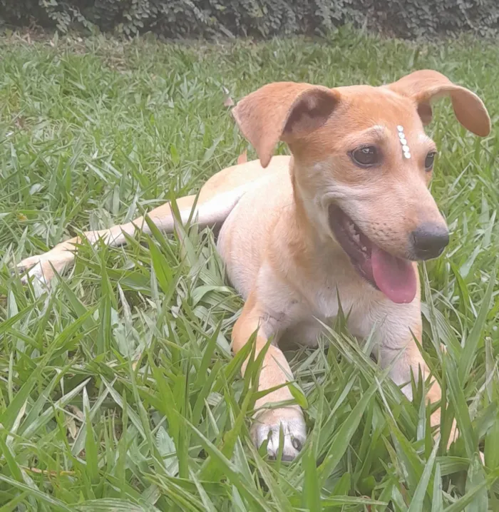 Cachorro ra a SRD-ViraLata idade 2 a 6 meses nome Mel