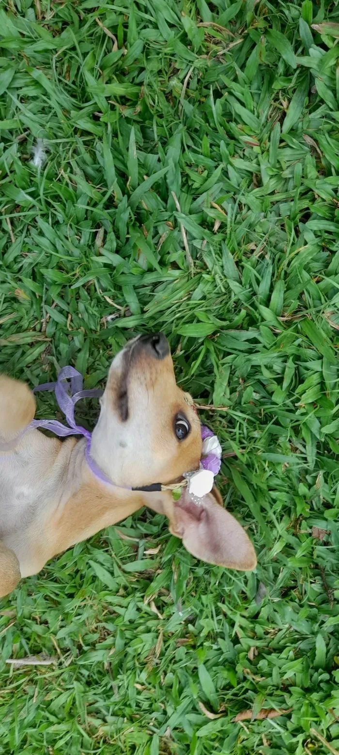 Cachorro ra a SRD-ViraLata idade 2 a 6 meses nome Mel