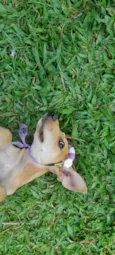 Mel