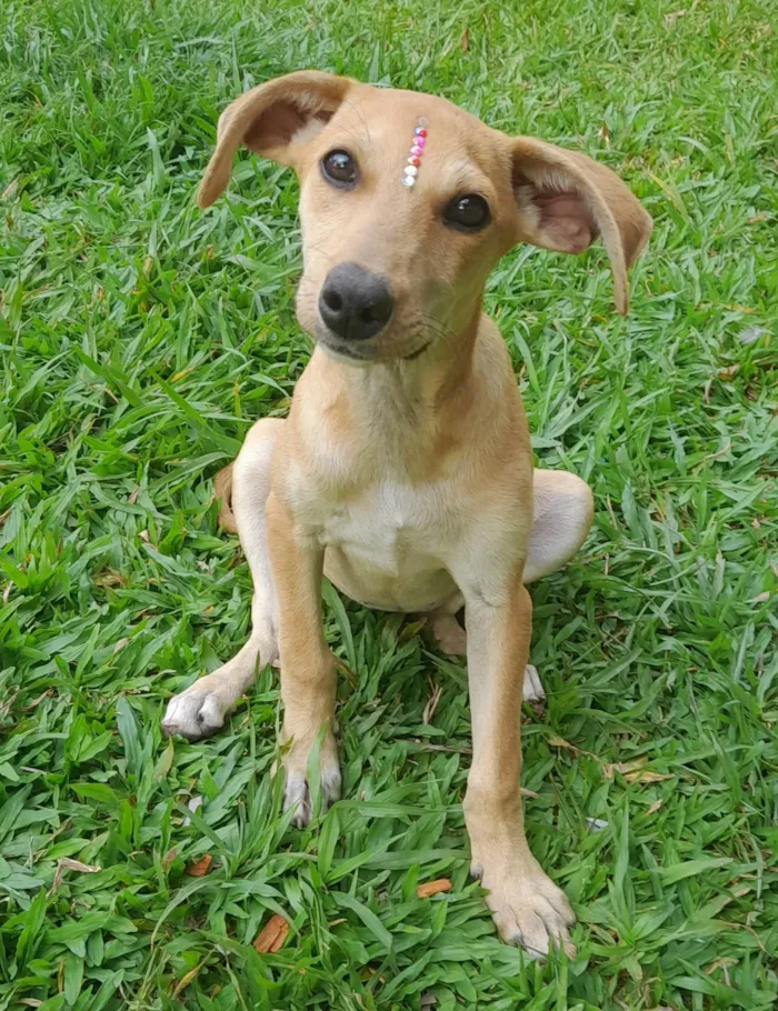 Cachorro ra a SRD-ViraLata idade 2 a 6 meses nome Mel