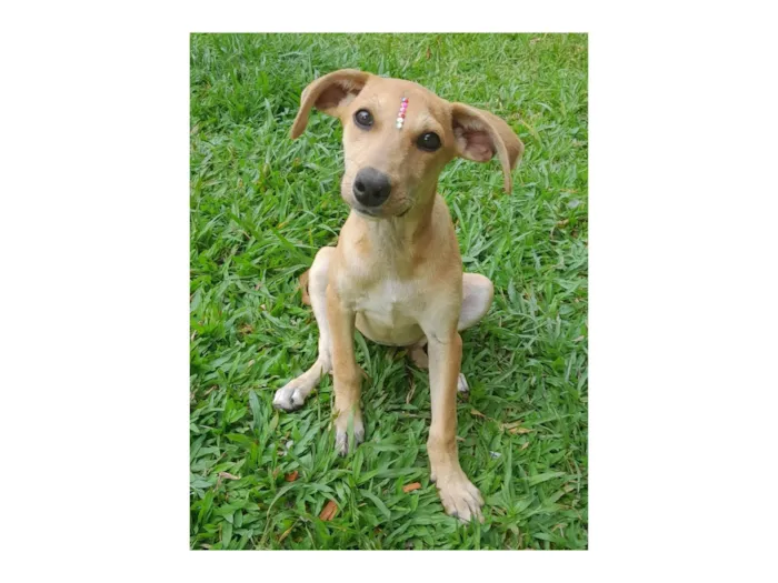 Cachorro ra a SRD-ViraLata idade 2 a 6 meses nome Mel