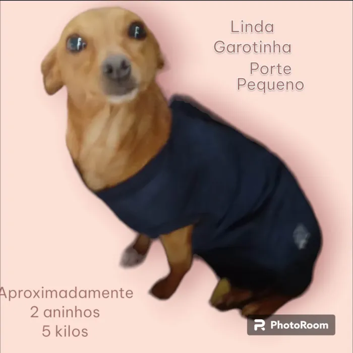 Cachorro ra a Pinscher idade 2 anos nome Megui