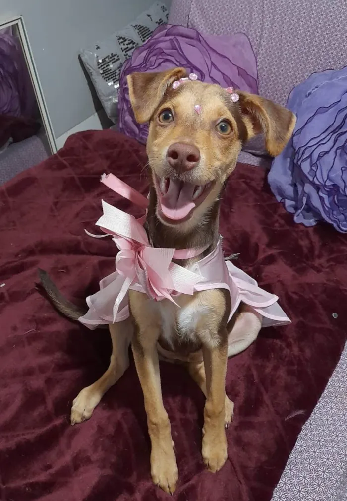 Cachorro ra a SRD-ViraLata idade 2 a 6 meses nome Flora