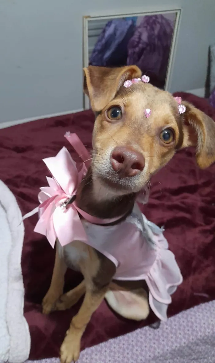 Cachorro ra a SRD-ViraLata idade 2 a 6 meses nome Flora