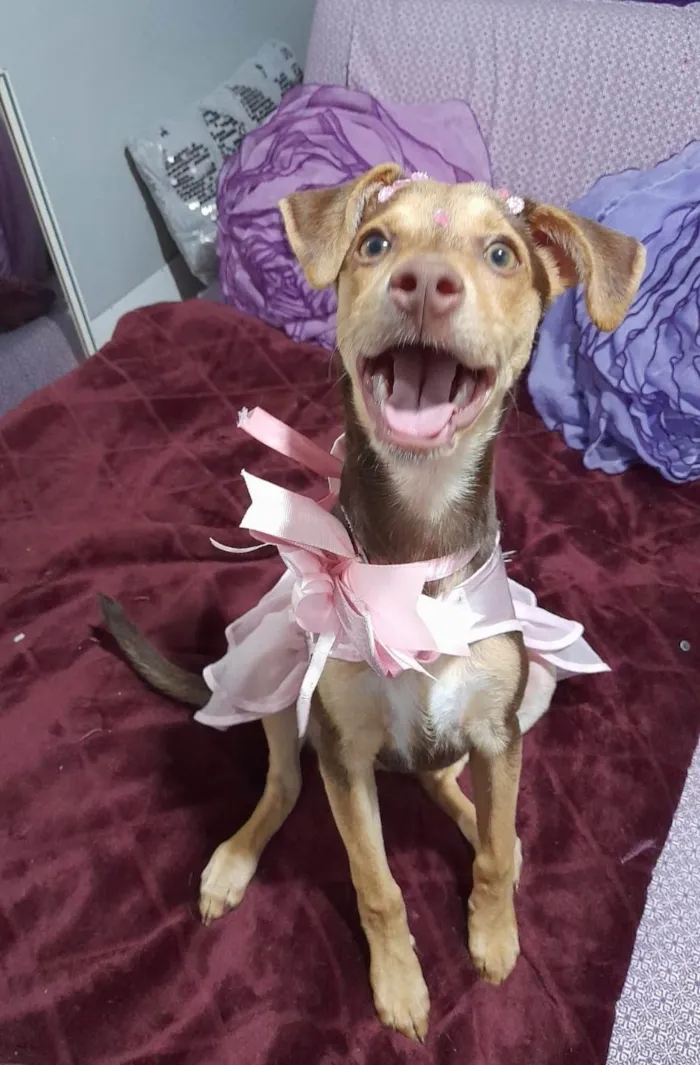 Cachorro ra a SRD-ViraLata idade 2 a 6 meses nome Flora