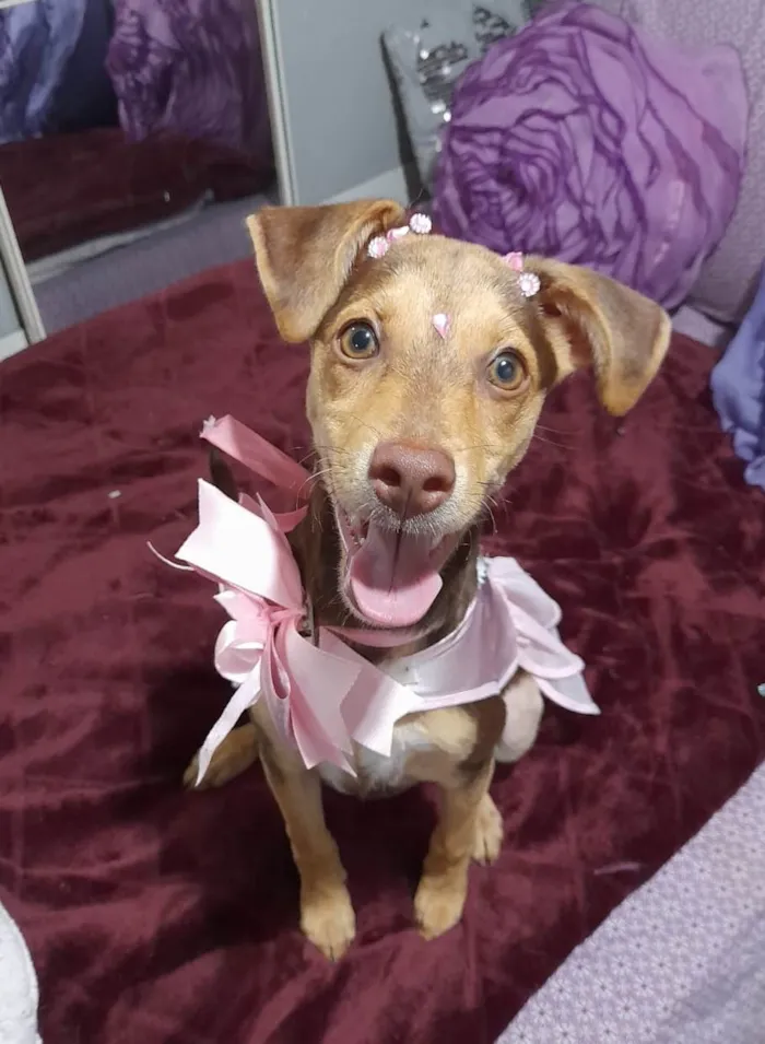 Cachorro ra a SRD-ViraLata idade 2 a 6 meses nome Flora
