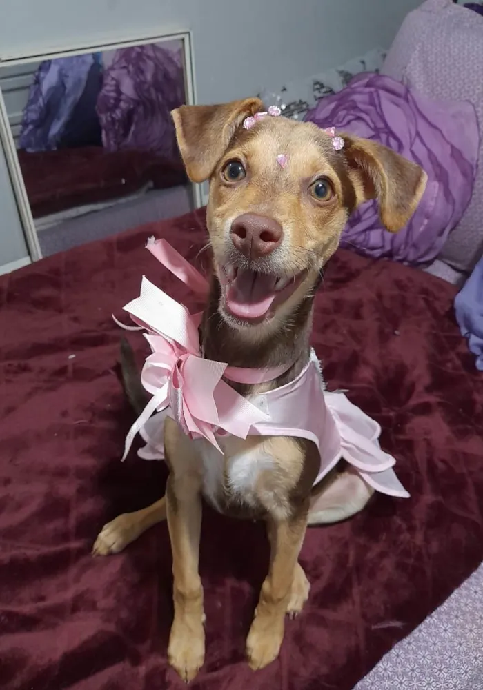 Cachorro ra a SRD-ViraLata idade 2 a 6 meses nome Flora