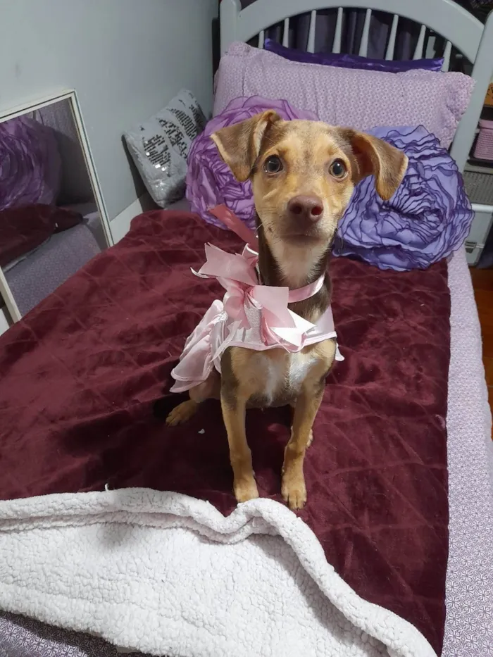 Cachorro ra a SRD-ViraLata idade 2 a 6 meses nome Flora