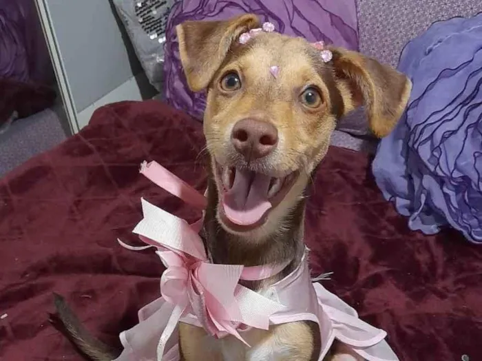 Cachorro ra a SRD-ViraLata idade 2 a 6 meses nome Flora