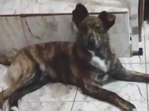 Cachorro raça SRD-ViraLata idade 2 anos nome Jango