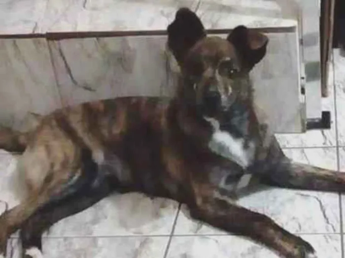 Cachorro ra a SRD-ViraLata idade 2 anos nome Jango