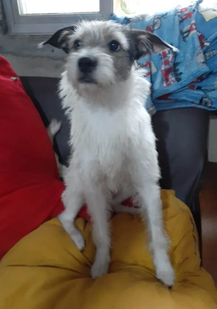 Cachorro ra a SRD-ViraLata idade 1 ano nome Filo
