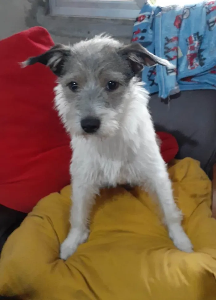Cachorro ra a SRD-ViraLata idade 1 ano nome Filo