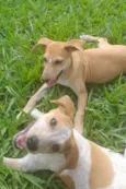 Paçoca e Mel