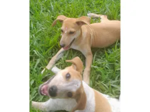 Cachorro raça SRD-ViraLata idade 2 a 6 meses nome Paçoca e Mel