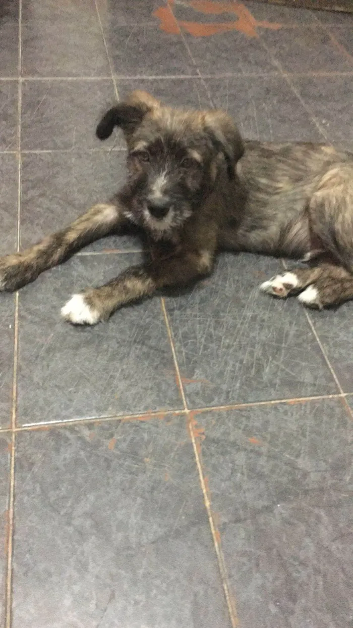 Cachorro ra a Srd idade 2 a 6 meses nome Romeu