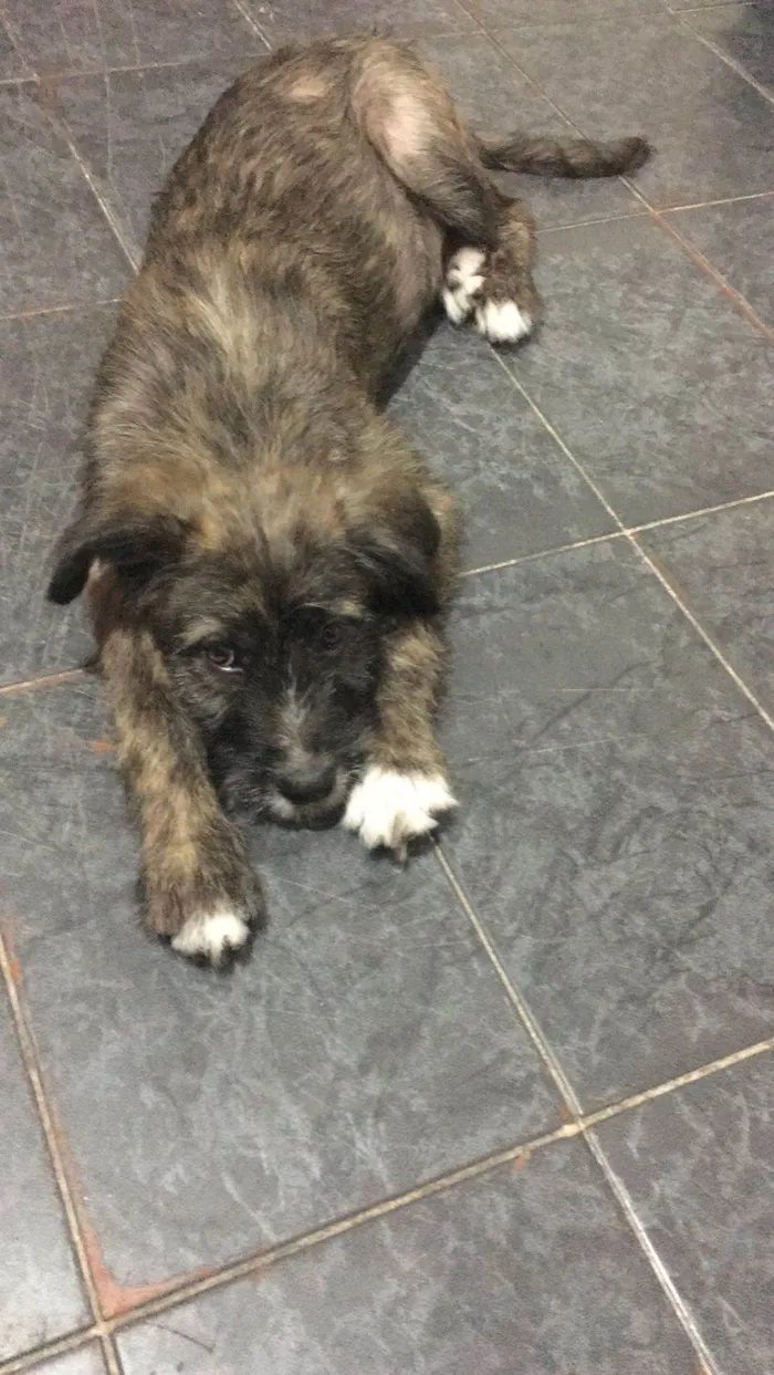 Cachorro ra a Srd idade 2 a 6 meses nome Romeu
