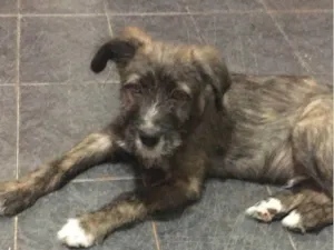 Cachorro raça Srd idade 2 a 6 meses nome Romeu