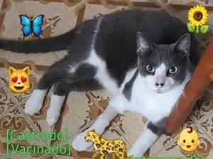 Gato raça Srd idade 4 anos nome Pedrinho 