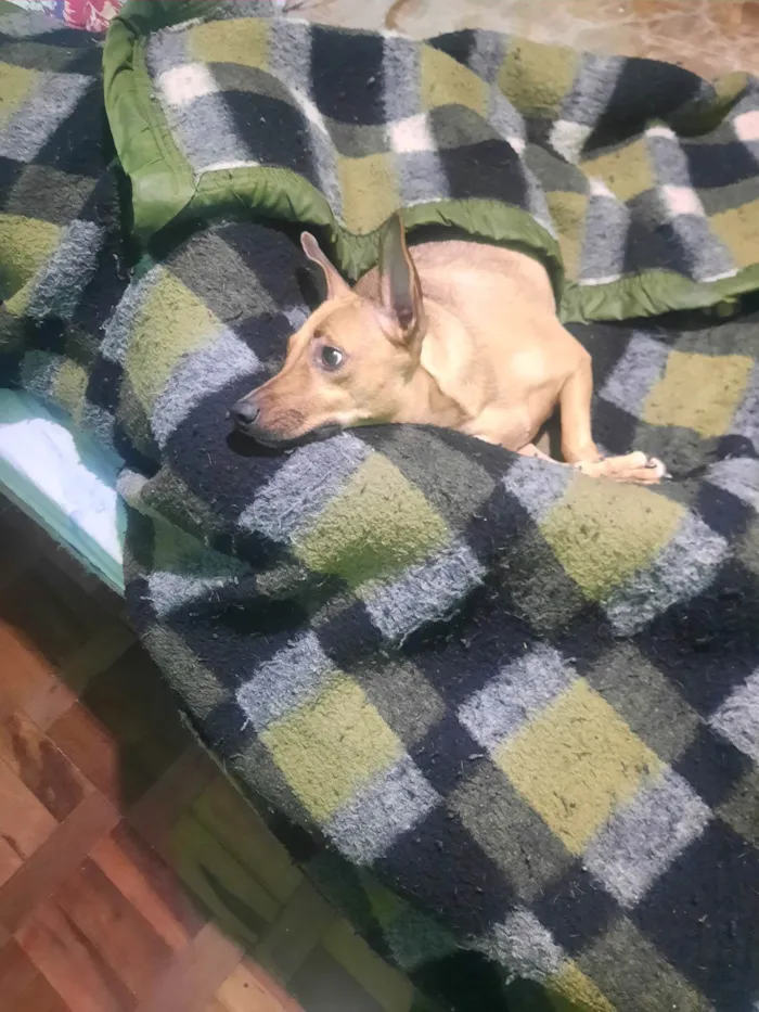 Cachorro ra a SRD-ViraLata idade 1 ano nome Nina