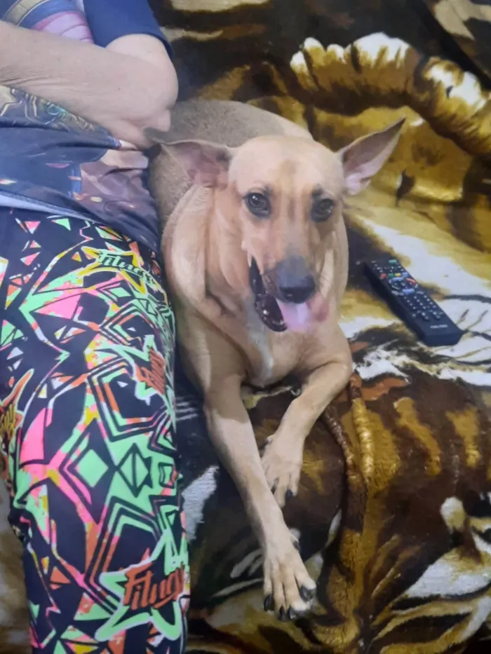 Cachorro ra a SRD-ViraLata idade 1 ano nome Nina