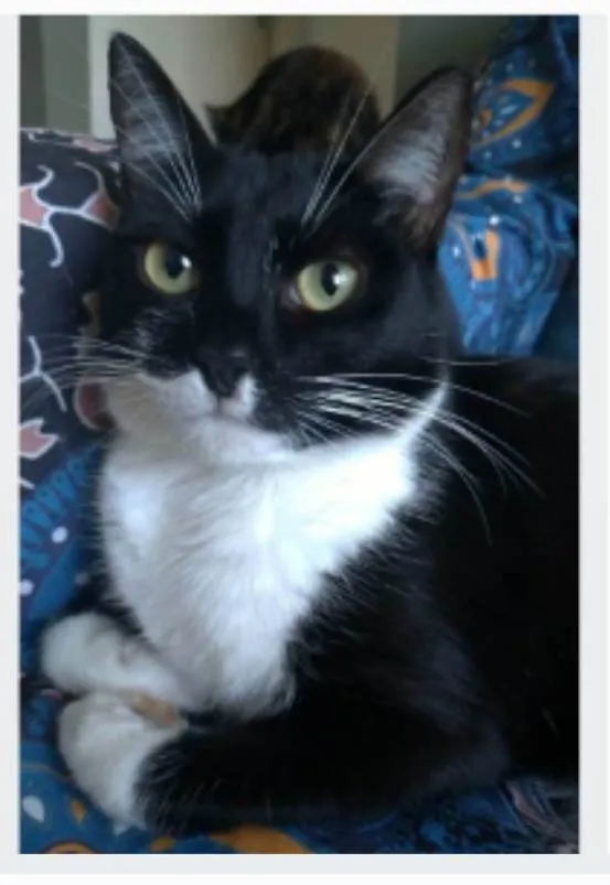 Gato ra a srd frajolinha idade 2 anos nome LIKA