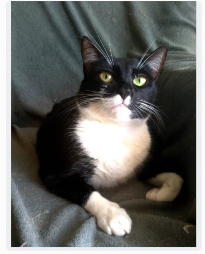 Gato ra a srd frajolinha idade 2 anos nome LIKA