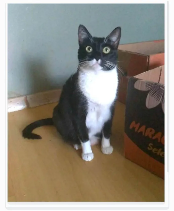 Gato ra a srd frajolinha idade 2 anos nome LIKA