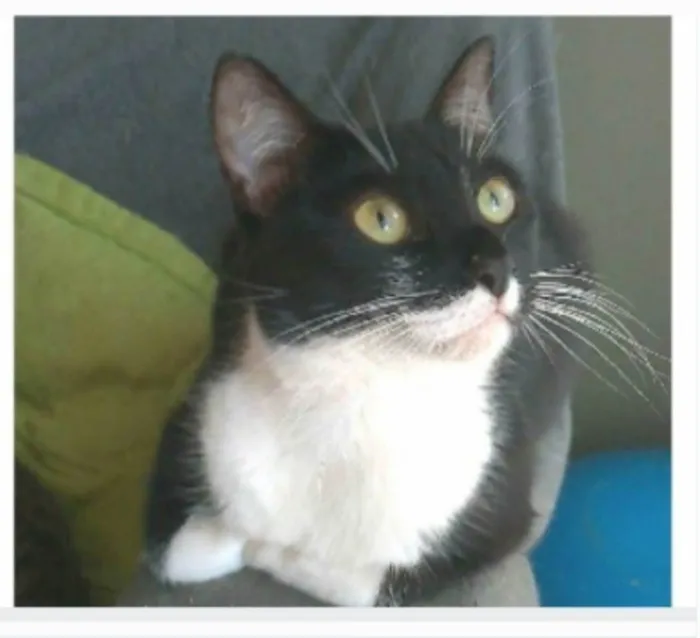 Gato ra a srd frajolinha idade 2 anos nome LIKA