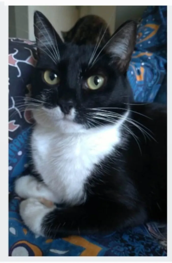Gato ra a srd frajolinha idade 2 anos nome LIKA