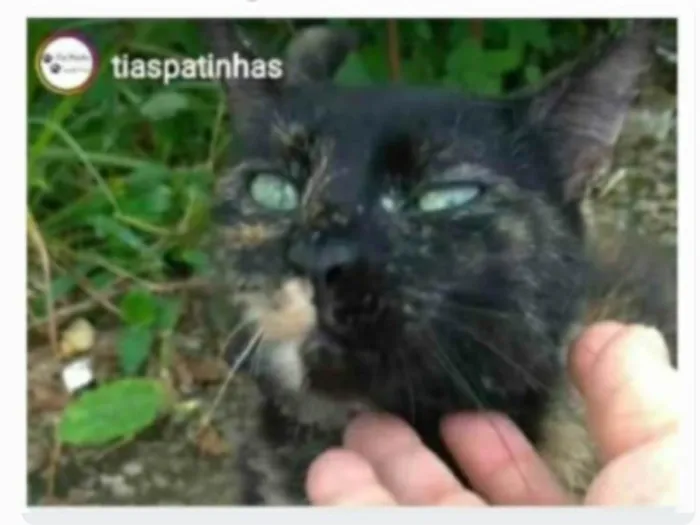 Gato ra a srd escaminha rosét  idade 7 a 11 meses nome ISABELE