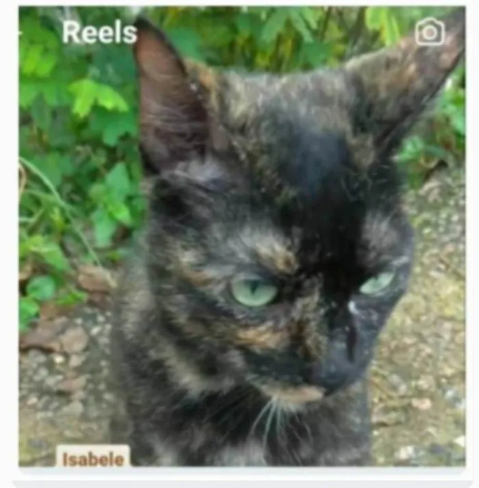 Gato ra a srd escaminha rosét  idade 7 a 11 meses nome ISABELE