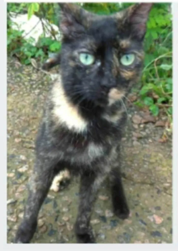 Gato ra a srd escaminha rosét  idade 7 a 11 meses nome ISABELE