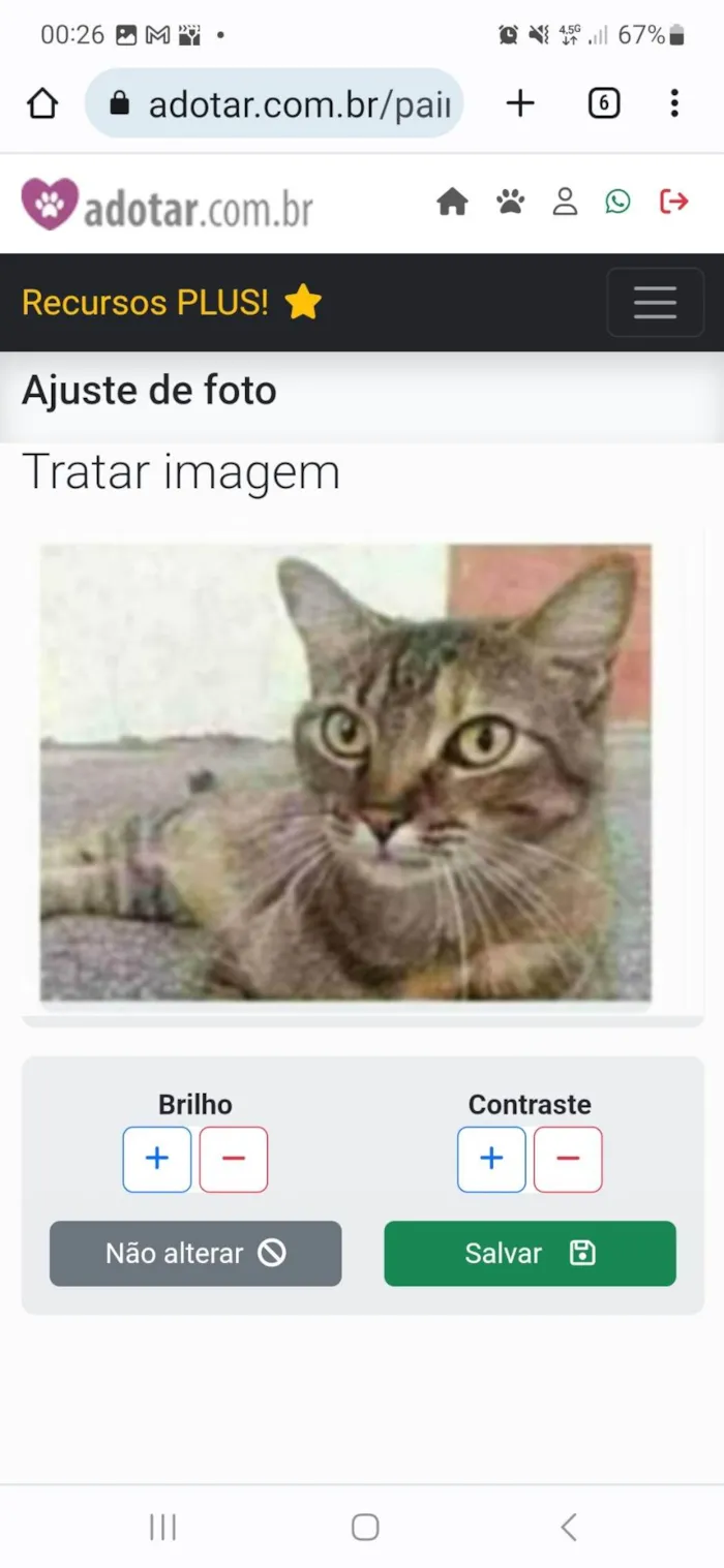Gato ra a srd tigradinha  idade 2 anos nome JULLY