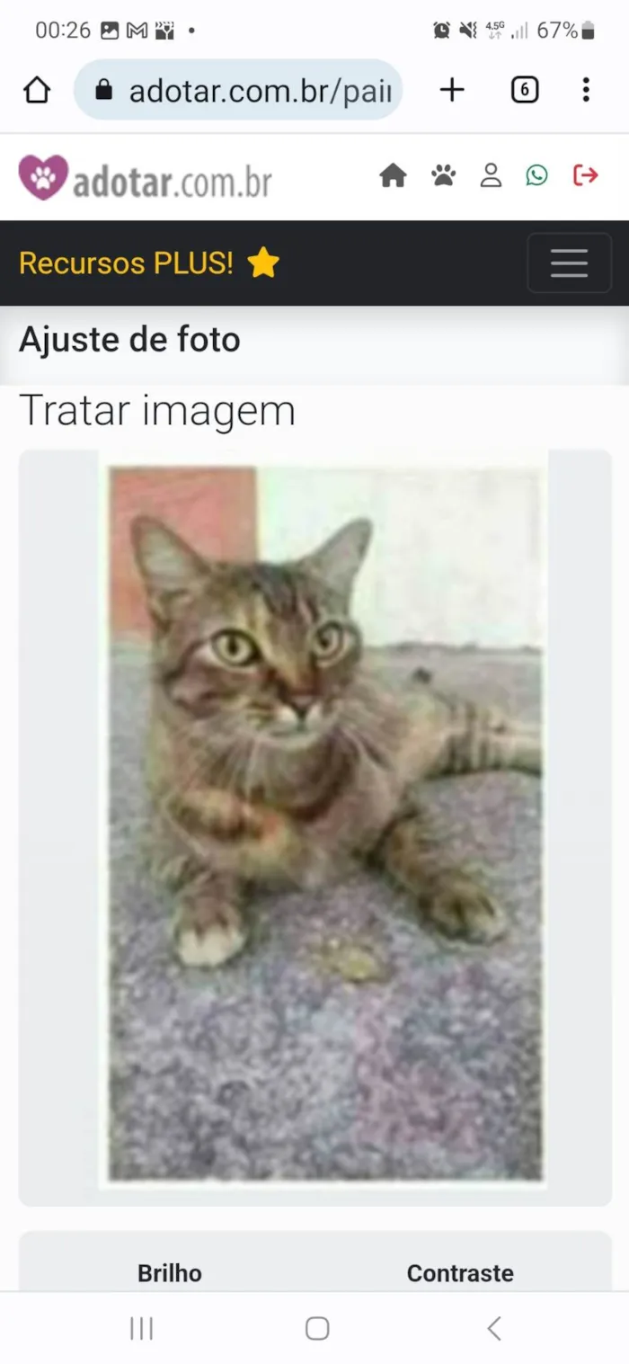 Gato ra a srd tigradinha  idade 2 anos nome JULLY