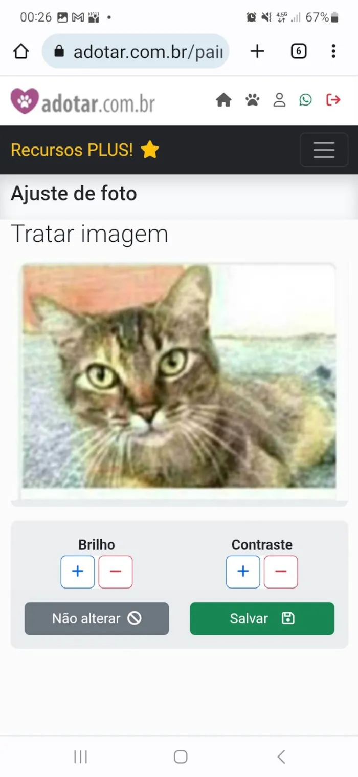 Gato ra a srd tigradinha  idade 2 anos nome JULLY