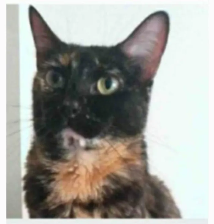Gato ra a srd escaminha rosét  idade 5 anos nome MAG