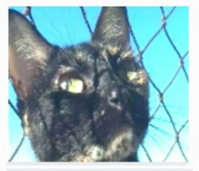 Gato ra a srd escaminha rosét  idade 5 anos nome MAG