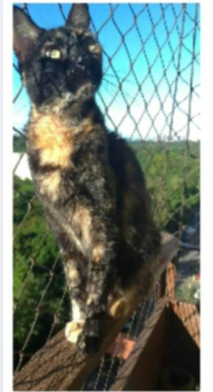 Gato ra a srd escaminha rosét  idade 5 anos nome MAG